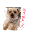 ここちゃんの日記 1（個別スタンプ：13）