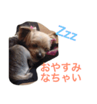 ここちゃんの日記 1（個別スタンプ：15）