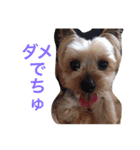 ここちゃんの日記 1（個別スタンプ：16）