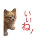 犬目線（個別スタンプ：1）