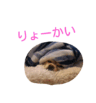 犬目線（個別スタンプ：3）