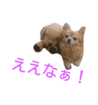 犬目線（個別スタンプ：4）