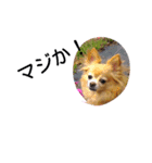 犬目線（個別スタンプ：5）