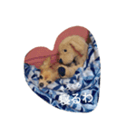 犬目線（個別スタンプ：8）