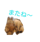 犬目線（個別スタンプ：9）