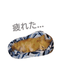 犬目線（個別スタンプ：10）