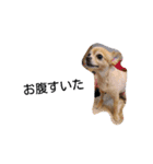 犬目線（個別スタンプ：11）