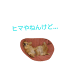 犬目線（個別スタンプ：12）