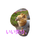 犬目線（個別スタンプ：14）