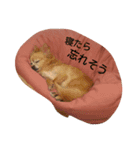 犬目線（個別スタンプ：15）