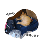 犬目線（個別スタンプ：16）