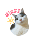 ハチワレちゃみさん（個別スタンプ：1）