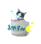 ハチワレちゃみさん（個別スタンプ：2）