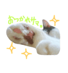 ハチワレちゃみさん（個別スタンプ：3）