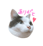 ハチワレちゃみさん（個別スタンプ：6）