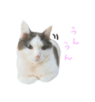 ハチワレちゃみさん（個別スタンプ：11）