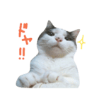 ハチワレちゃみさん（個別スタンプ：13）