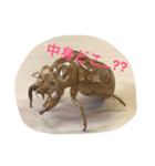 蝉の抜け殻の日常（個別スタンプ：2）