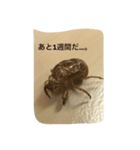蝉の抜け殻の日常（個別スタンプ：6）