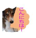 カフェハン看板犬もも（個別スタンプ：4）