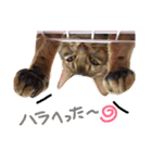 てんの日常3（個別スタンプ：6）