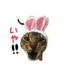 てんの日常3（個別スタンプ：8）