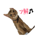 てんの日常3（個別スタンプ：11）