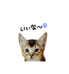 てんの日常3（個別スタンプ：22）