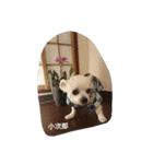 小次郎な日々 4（個別スタンプ：6）