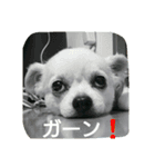 小次郎な日々 4（個別スタンプ：12）