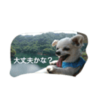 小次郎な日々 4（個別スタンプ：14）