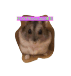 ハムちゃんとみーちゃん（個別スタンプ：3）
