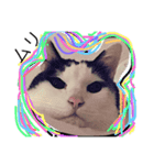 猫の親分（個別スタンプ：1）