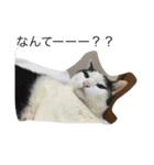 猫の親分（個別スタンプ：3）