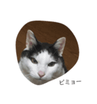 猫の親分（個別スタンプ：4）