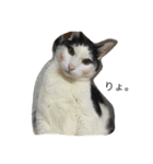 猫の親分（個別スタンプ：5）