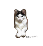 猫の親分（個別スタンプ：6）