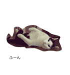 猫の親分（個別スタンプ：7）
