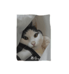 猫の親分（個別スタンプ：8）