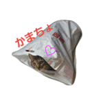 りりぃ（個別スタンプ：13）