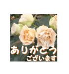 薔薇の花♡Antique Lace_挨拶メッセージ（個別スタンプ：3）