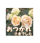 薔薇の花♡Antique Lace_挨拶メッセージ（個別スタンプ：11）