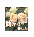 薔薇の花♡Antique Lace_挨拶メッセージ（個別スタンプ：15）