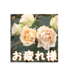 薔薇の花♡Antique Lace_挨拶メッセージ（個別スタンプ：16）