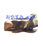 ミニピン x チワワ（個別スタンプ：6）