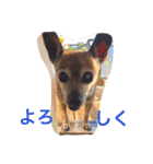 ミニピン x チワワ（個別スタンプ：8）
