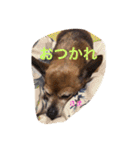 ミニピン x チワワ（個別スタンプ：12）