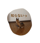 ミニピン x チワワ（個別スタンプ：15）