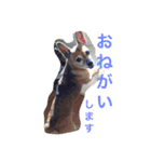 ミニピン x チワワ（個別スタンプ：22）