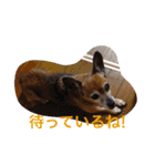 ミニピン x チワワ（個別スタンプ：24）